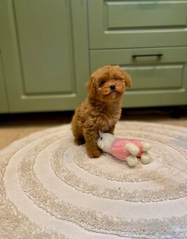 Pudel pudlik poodle - 17