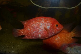 Americké cichlidy - 17