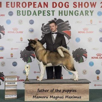 Americká akita s PP - 17