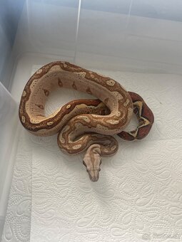 Veľhad kráľovský/Boa constrictor - 17