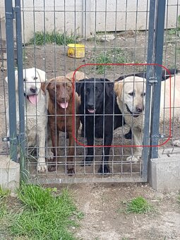 štěňata labrador a – připravena k odběru - 17
