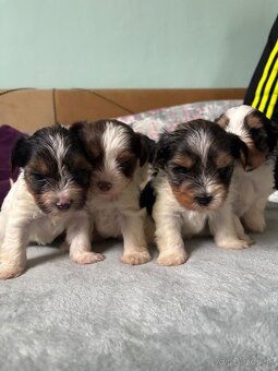 Biewer yorkshire terier - 17