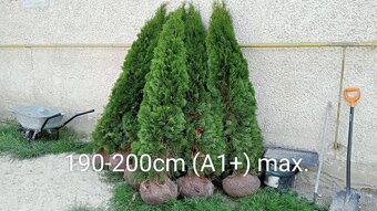 Tuja Smaragd, vavrínovec, červienka - Prešov - 17