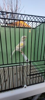 Predám Kanáriky,Kanáre - 17