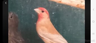 Predám kanáriky a hýle mexické - 17