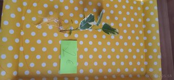 Zakorenené izbove rastliny - 17