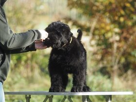 Čierny ruský teriér, šteňa, pes - 17