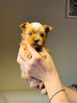 Golddust s PP, Yorkshire s PP, York - 17