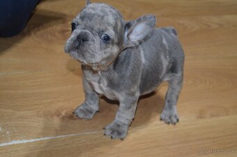 francuzsky buldocek - 17