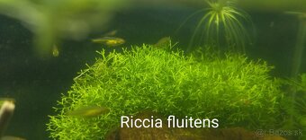 Akvarijne rastlinky z prestrihu - 17