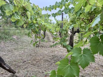 ŠTÝLOVÁ VÍNNA PIVNICA V OBĽÚBENEJ ČASTI - 17