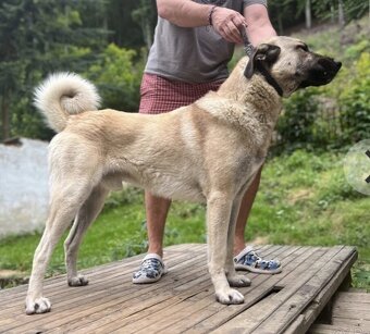 Kangal   štěňata - 17