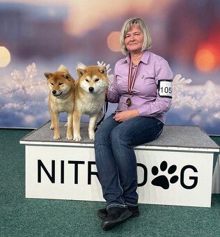 Shiba inu s PP /FCI / - 17