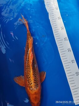 Koi kapor - 17