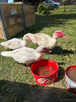 Pižmove kačice - 17