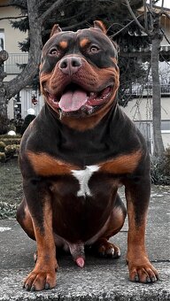 American bully xl s PP - 17