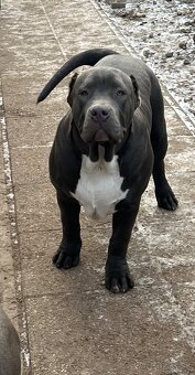 american bully s pp - 17
