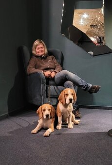 Bigel, bigl, beagle s PP - 17