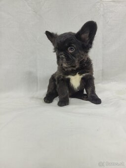 Francúzsky buldoček - 17