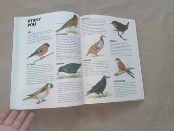 Renée Kayser: Priateľ lesa - 17