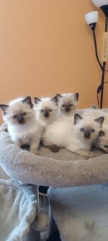 Ragdoll mačiatka, mačka - 17