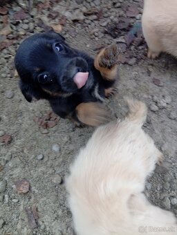 Predám 8-týždnové šteniatka 1 za 20€ - 17