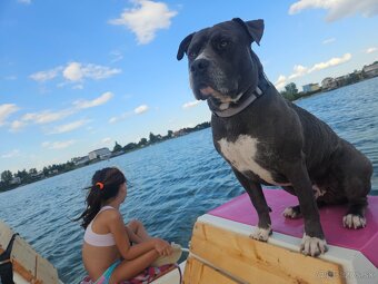 Krytie - Americky Stafordsirsky terier - 17