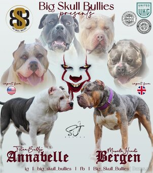 American Bully XL - 17