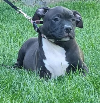 J&K bullys "ponúkame na predaj American bully XL - 17