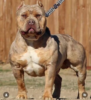 American Bully XL (Pitbull XXL) - 17