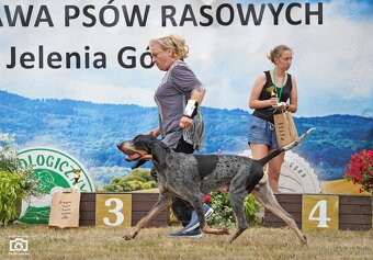 Velký gaskonský pes s PP FCI jako bracco italiano bloodhound - 17