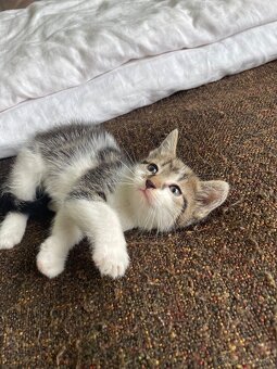 1/2 Mainská mývalia mačka/kocúr (Maine Coon) - 17