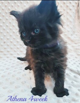 Mainska myvalia mačka - mačiatka Maine coon - 17