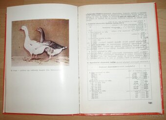 Najvýkonnejšie plemená a typy hydiny - 17