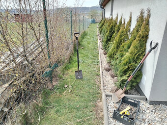 Tuja Smaragd, vavrínovec, červienka - Trenčín - 17