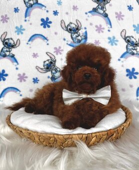 Pudel toy/Pudlík toy - red brown psíček - 17