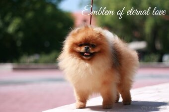 Pomeranian FCI - 17