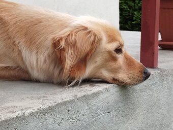 Ponúkam šteniatka - 17