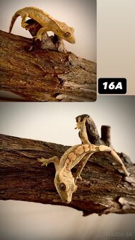 Pagekon riasnaty - 17