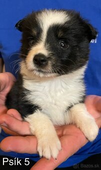 Border kólia - šteniatka - 17