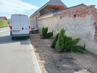 Tuja Smaragd, vavrínovec, červienka, gaštan - Námestovo - 17