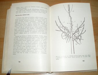 Rez a tvarovanie ovocných drevín - 17