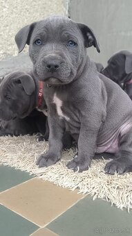 Amstaff šteniatka -verný modrý priatelia - 17