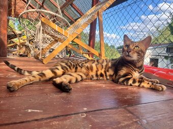 Bengalska mačka - 17