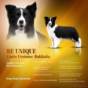 Border Kólia šteniatka Plánovaný vrh - Border Collie puppies - 17