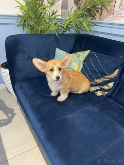 Welsh corgi pembroke - 17
