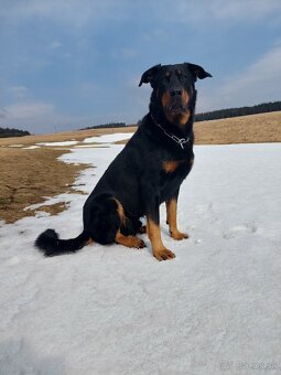 Beauceron - francouzský ovčák s PP (FCI) - 17