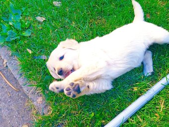 Zlatý retriever - 17