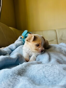 Golddust Yorkshire Terrier, Yorskshire s PP, Jork - 17