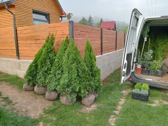 Tuja Smaragd, vavrínovec, červienka -  ROŽŇAVA - 17